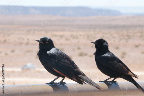 Oiseau Namibie © Regis Doucet