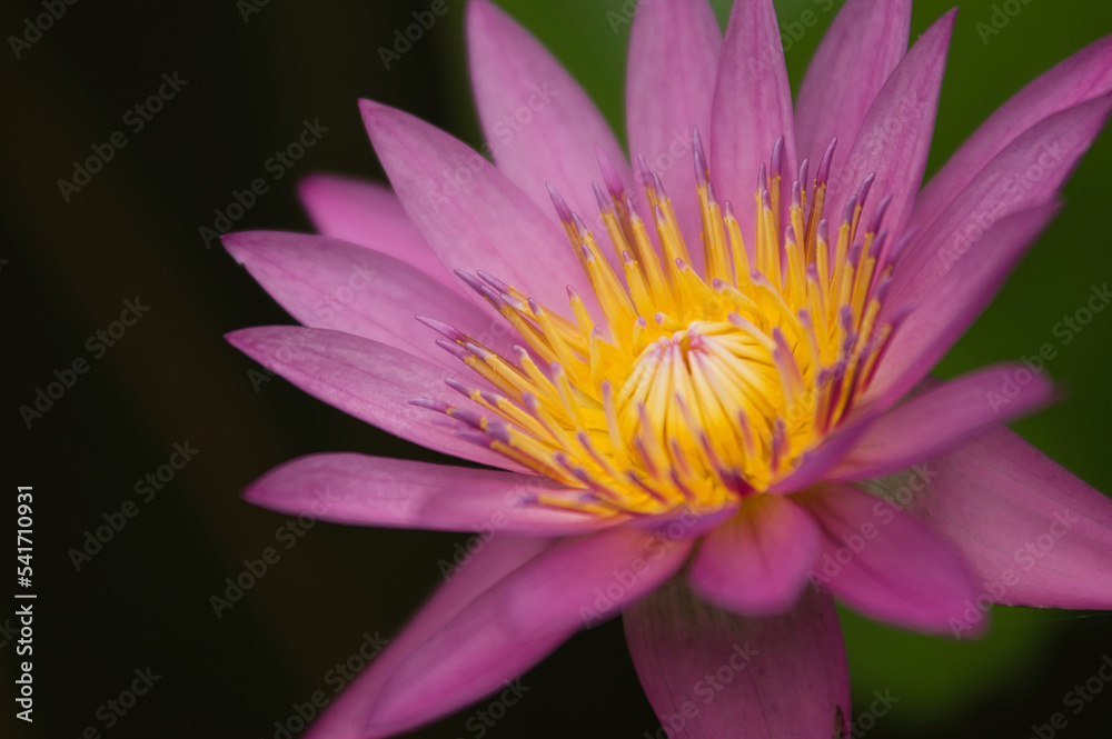 Water lily