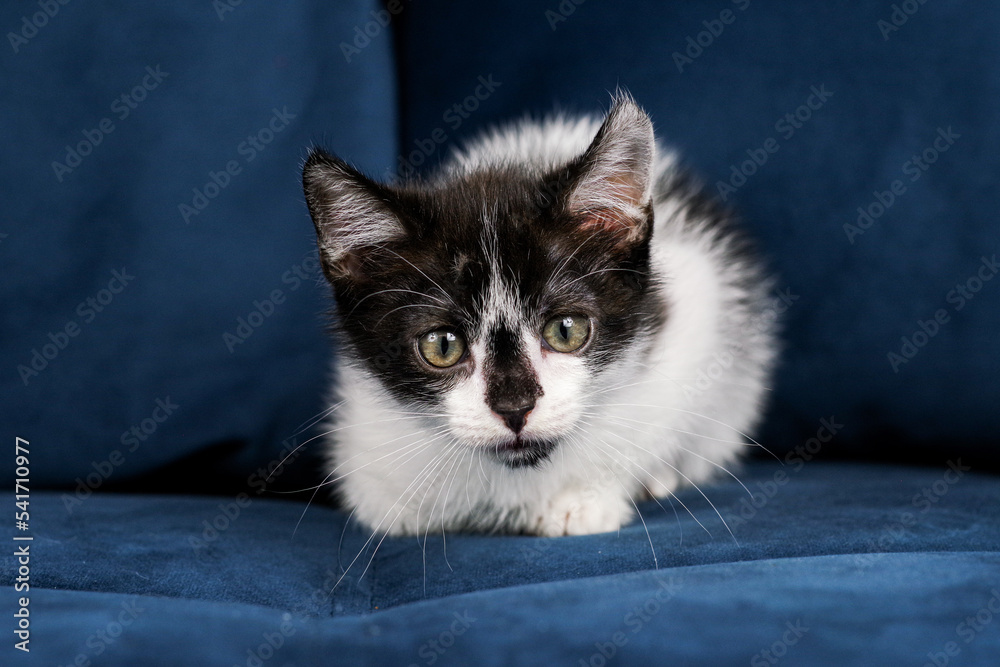 Cute funny black and white kitten is lying on a blue sofa. A kitten in the house. Fluffy kitten looks at the camera. Animal emotions