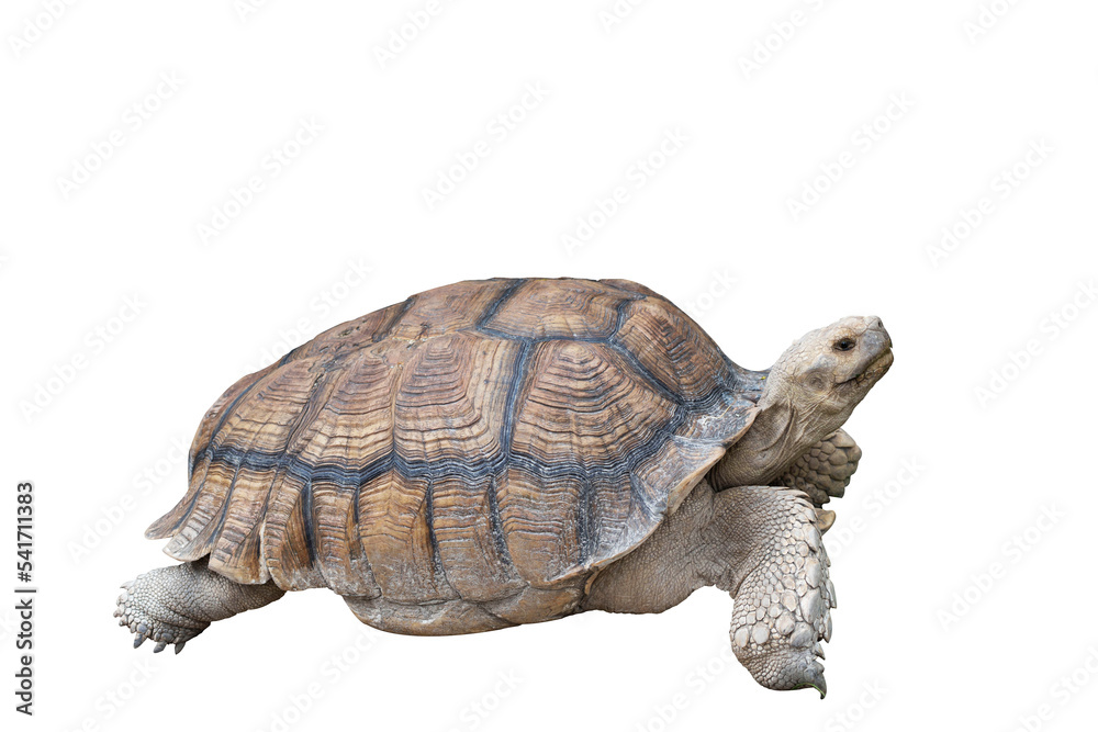 Fototapeta premium Turtle Isolated on white background