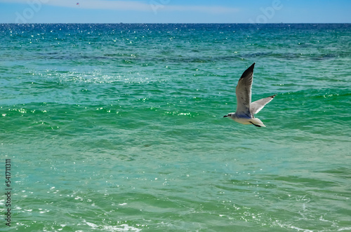 Watching the Seagulls, Sunday morning walk on the beach in October, Alabama Point, Orange Beach, Alabama