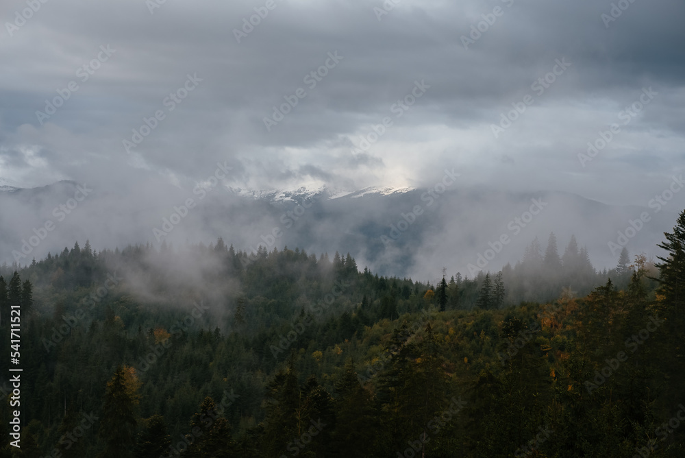 Coniferous Forest and Mountains Landscape Travel serene scenery