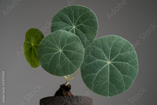 Stephania Nova (Kaweesakii) matured leaf close up with isolated grey background. photo