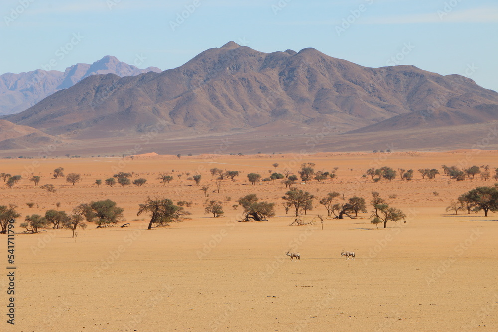 Antilope Namibie Antilope Namibie
