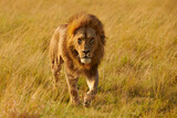 Beautiful lion walking free in the african savanna.