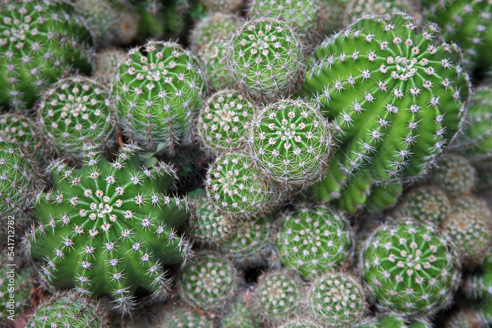 close up of cactus close up of cactus