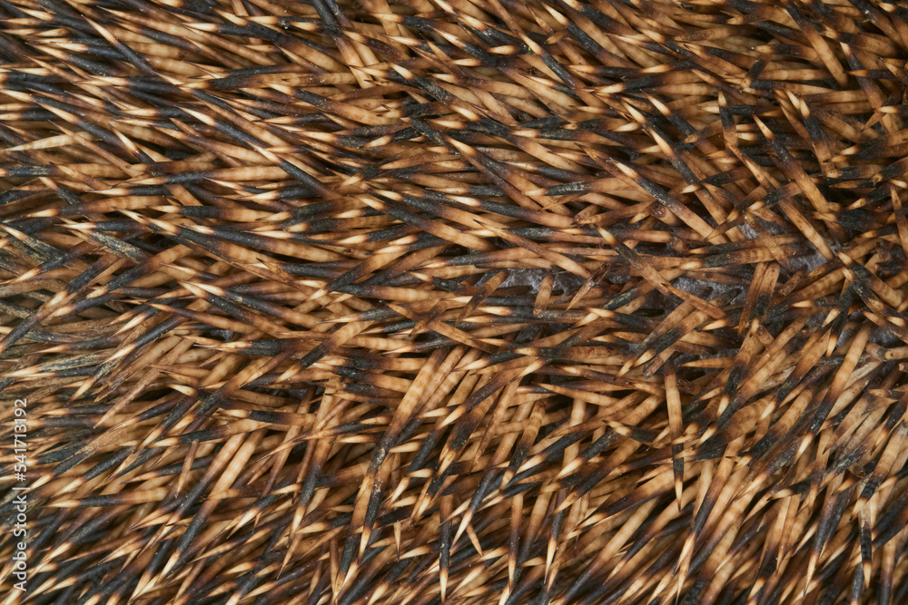 Close-up macro shot of needles of Common European hedgehog Close-up macro shot of needles of Common European hedgehog