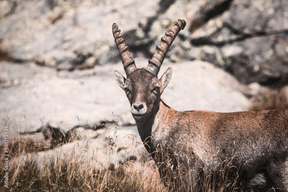 ibex portrait in the alps ibex portrait in the alps