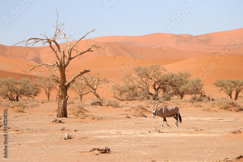 Oryx Antilope Namibie