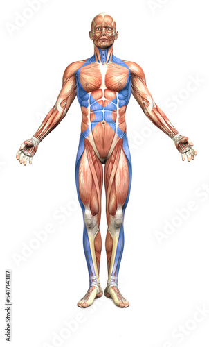 Myofascial Spiral Line photo