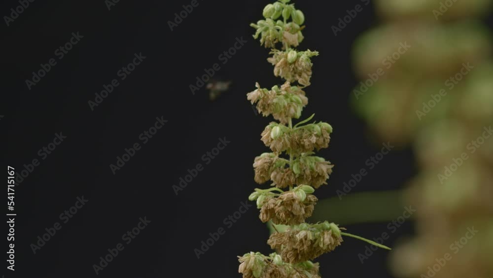 .close up fly suck nectar from cannabis pollen..Fly swarming cannabis flowers natural breeding..Male cannabis flowers in full bloom and ready to release the pollen for mating.. .close up fly suck nectar from cannabis pollen..Fly swarming cannabis flowers natural breeding..Male cannabis flowers in full bloom and ready to release the pollen for mating..