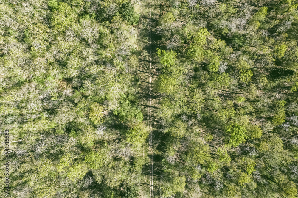 Forêt vu du dessus avec un drone, avec un chemin traversant la photo de haut en bas Forêt vu du dessus avec un drone, avec un chemin traversant la photo de haut en bas