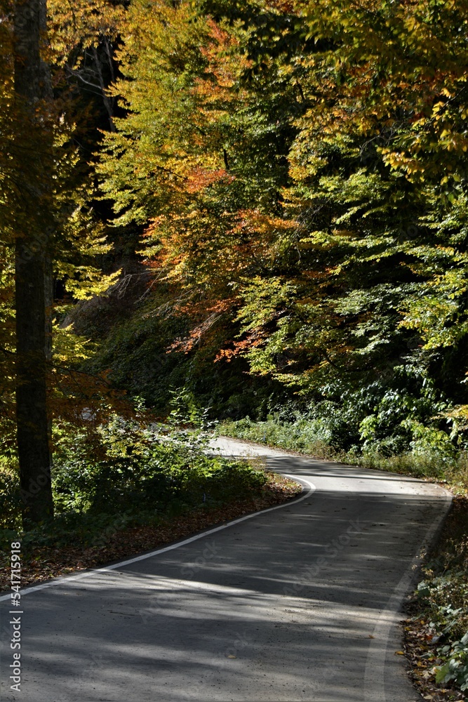 The road in the autumn forest. Beautiful autumn landscape The road in the autumn forest. Beautiful autumn landscape