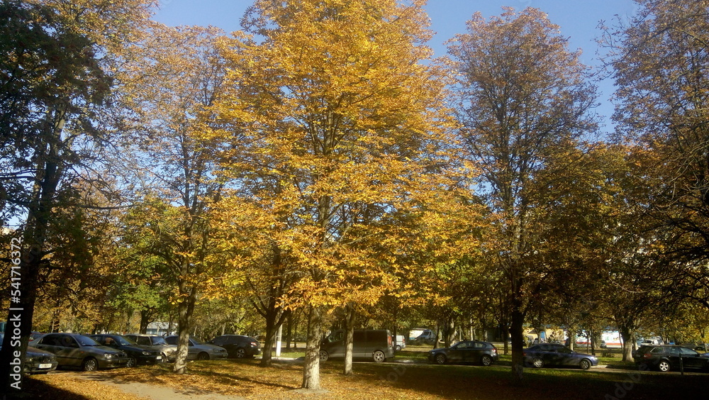 autumn trees in the park