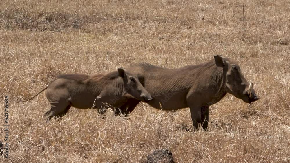 Warthogs in the grasslands of the Serengeti National Park, Tanzania Warthogs in the grasslands of the Serengeti National Park, Tanzania