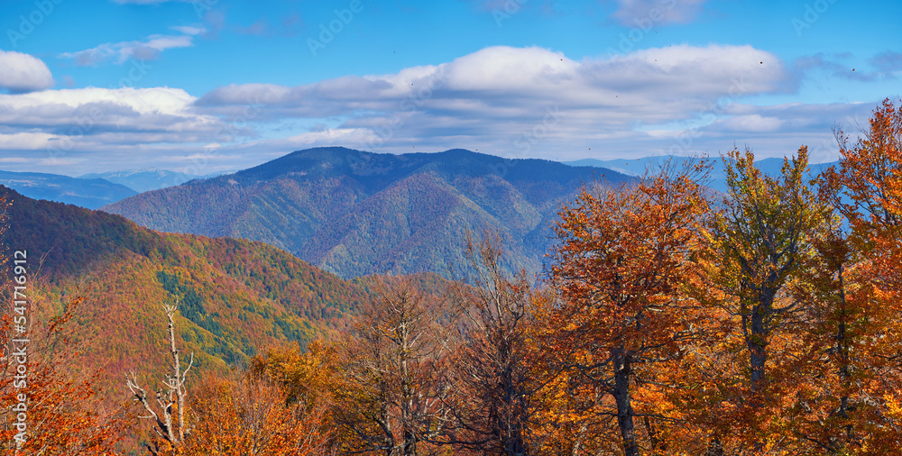 Autumn landscape in the Carpathian mountains. Reddened foliage of beeches against the backdrop of blue mountains Autumn landscape in the Carpathian mountains. Reddened foliage of beeches against the backdrop of blue mountains