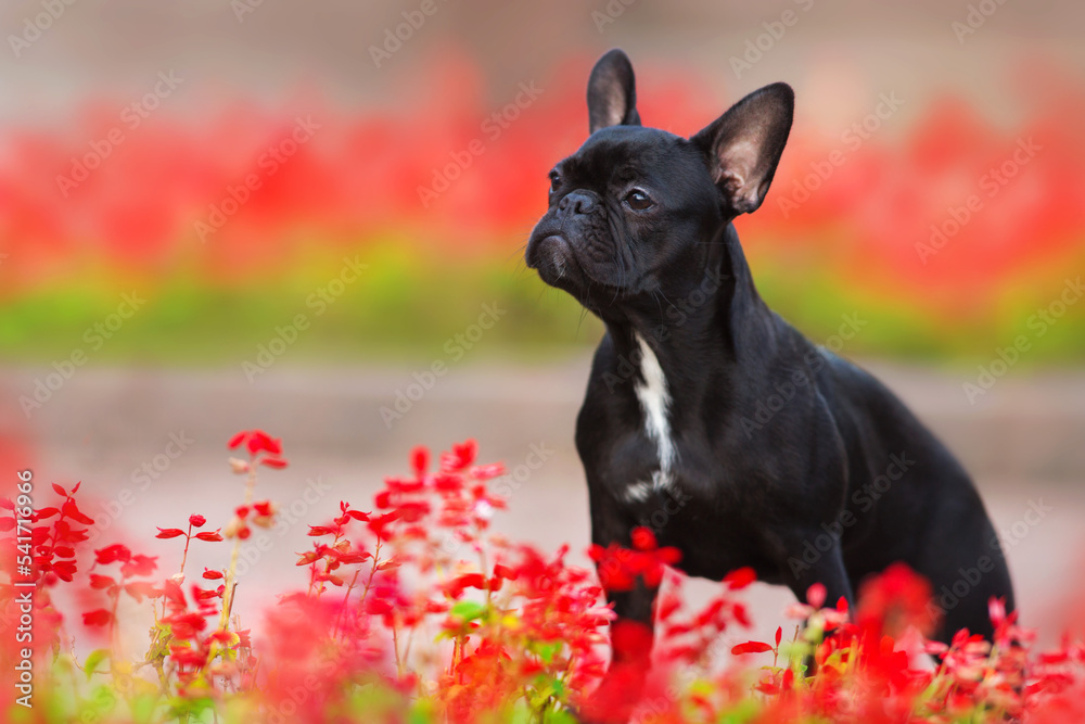 French bulldog in flowers