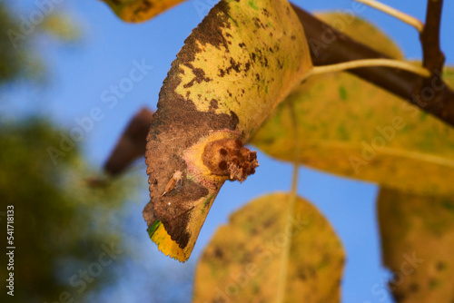 Pear leaf gall caused by Gymnosporangium sabinae. Rust fungus on underside of pear leaf (Pyrus sp.) Showing fruiting body and orange discoloration of leaf photo