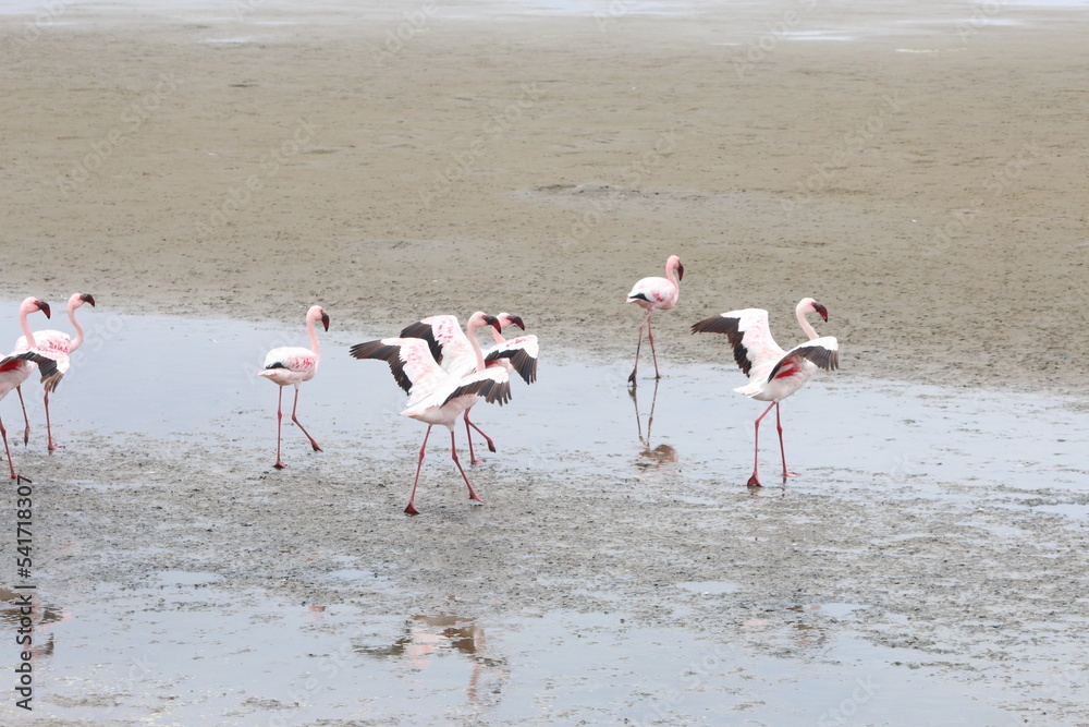 Flamants Roses