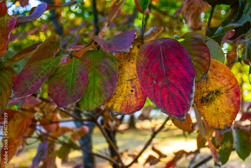 Autumn leaves on the tree in the park