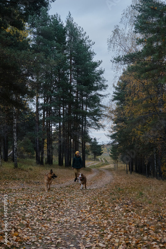Fototapeta Naklejka Na Ścianę i Meble -  Australian and German Shepherd with female owner in park walking along path among trees. Young Caucasian woman walks with two purebred dogs in mixed autumn forest.