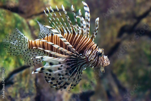 Red lionfish - one of the dangerous coral reef fish. Beautiful dangerous animals. © Anna