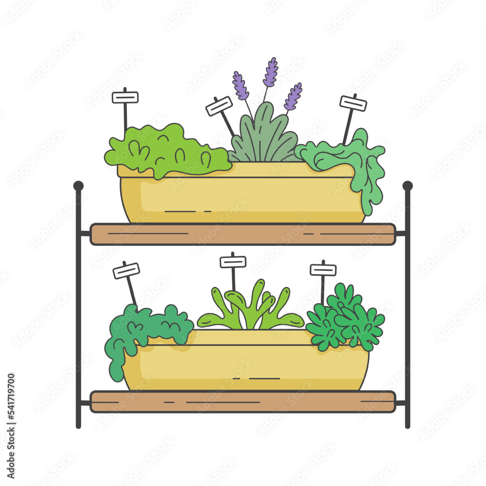 Fototapeta premium kitchen herb garden on a wooden shelf