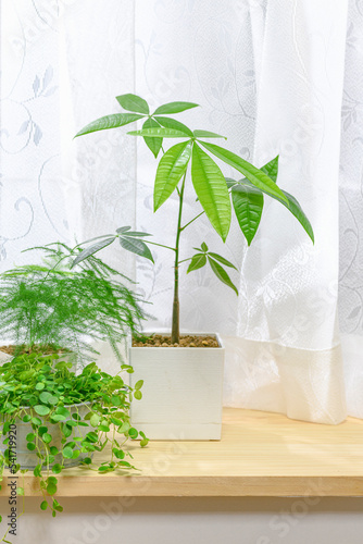 窓際で育てる観葉植物