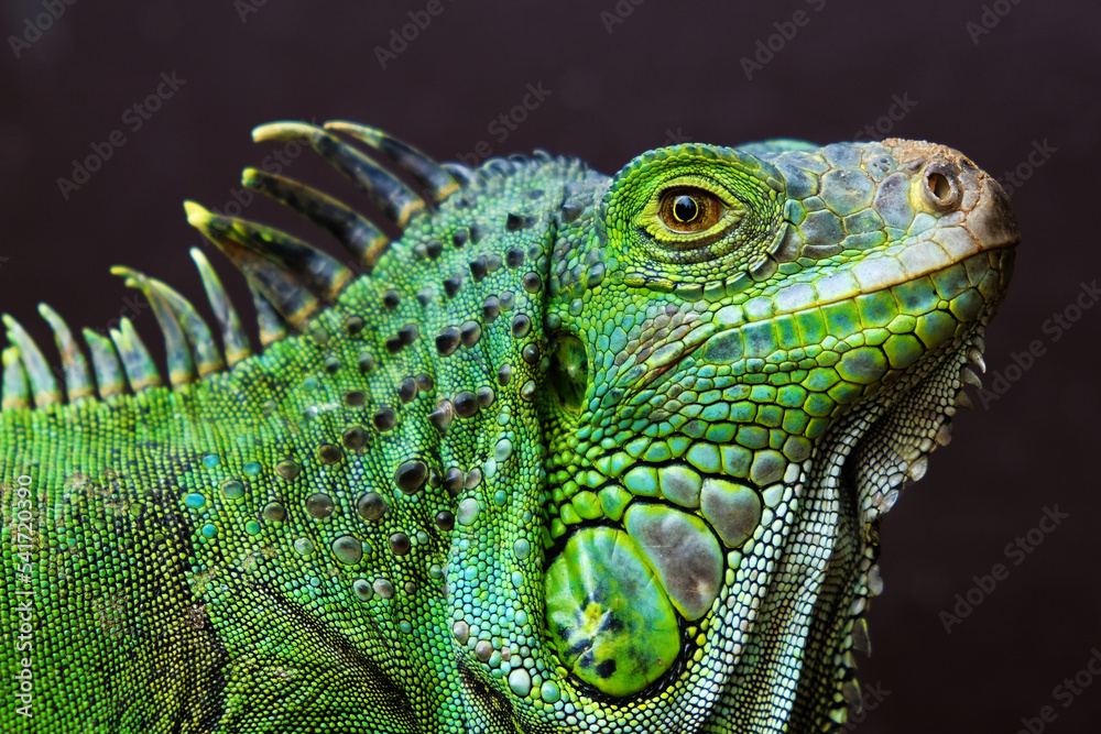 Fototapeta premium green iguana