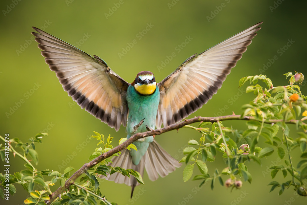 European bee-eater, merops apiaster, landing on bough in summer nature. Colorful bird with open wings in twig from front. Multicolor feathered animal looking on tree.