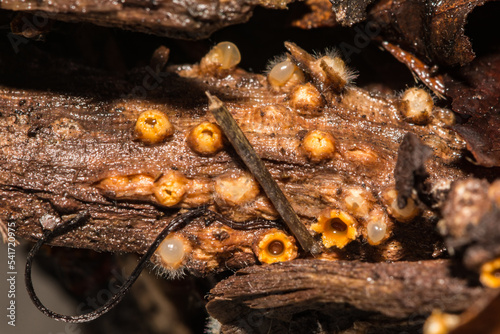 Artillery Fungus - Sphaerobolus stellatus photo