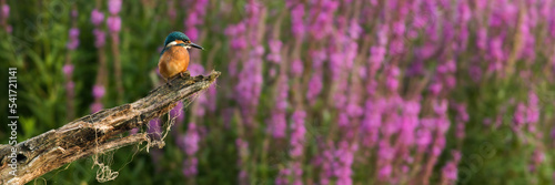 Schilderij op canvas Common kingfisher, alcedo atthis, resting on wood with flowers in background