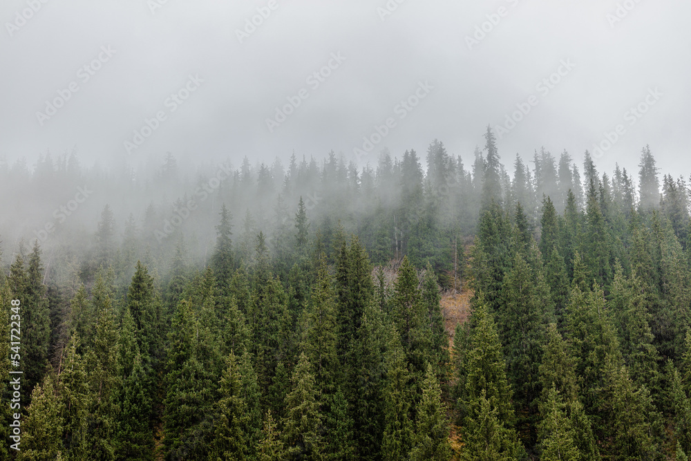 fog in the forest