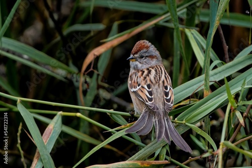 Beautiful American tree sparrow (Spizelloides arborea) sitting on a branch in grass photo