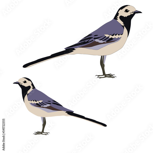 Vector wagtail bird standing on white background