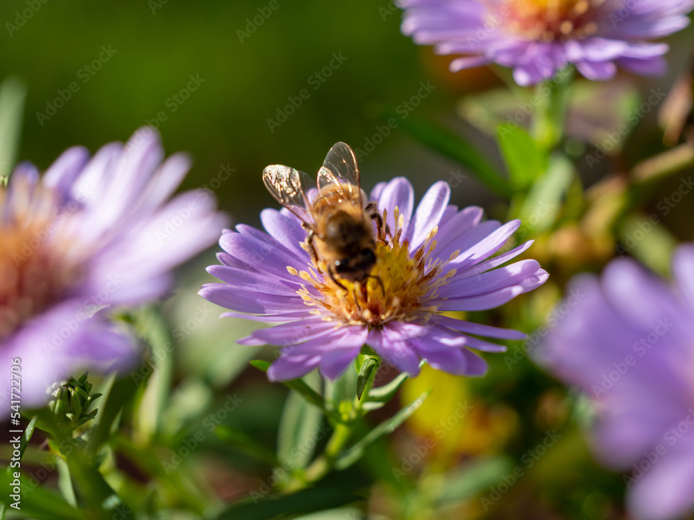 Bee on purple chamomile. Bee on chamomile. Bee on purple chamomile. Bee on chamomile.