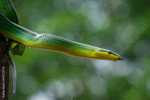 Gonyosoma oxycephalum or arboreal green red-tailed ratsnake  sticking out its blue tongue from a tree with bokeh background photo