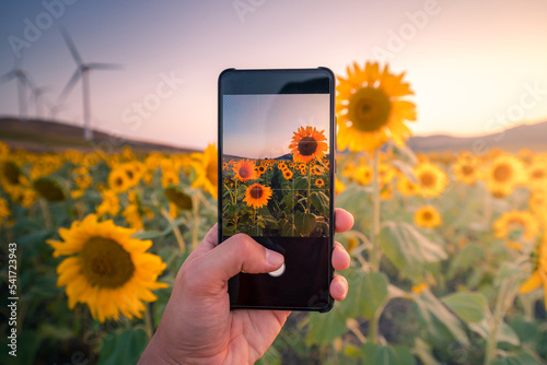 Anonymous person taking photo of sunflower field during sunset photo