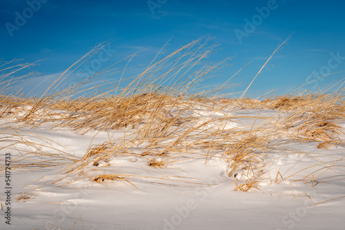 Fototapeta Naklejka Na Ścianę i Meble -  grass in the snow