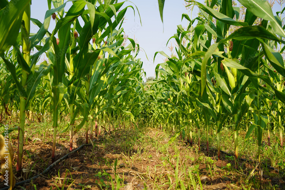 Corn field close up. Selective focus. Green Maize Corn Field Plantation in Summer Agricultural Season. Corn field close up. Selective focus. Green Maize Corn Field Plantation in Summer Agricultural Season.