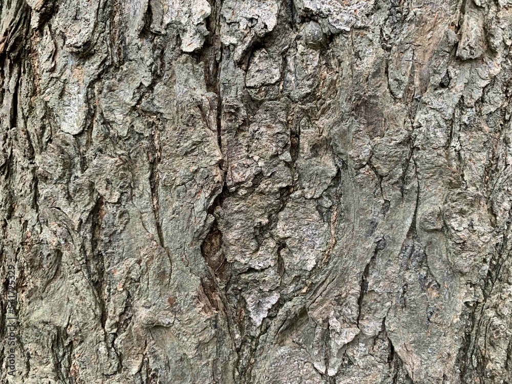 Background bark texture, stripes of cracked and dry trees Background bark texture, stripes of cracked and dry trees