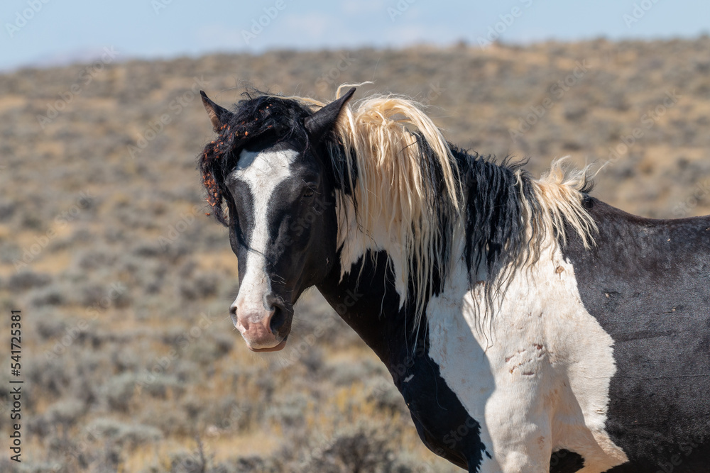 Wild Horse in the Wyoming Desert in Autumn