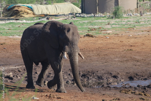 Elephant photo