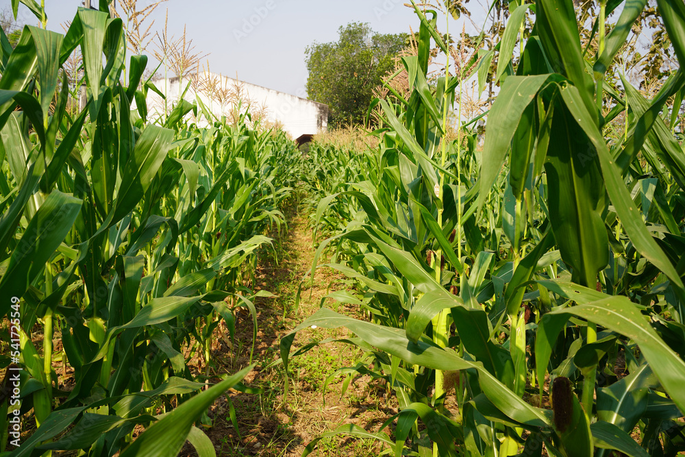 Obraz premium Corn field close up. Selective focus. Green Maize Corn Field Plantation in Summer Agricultural Season.
