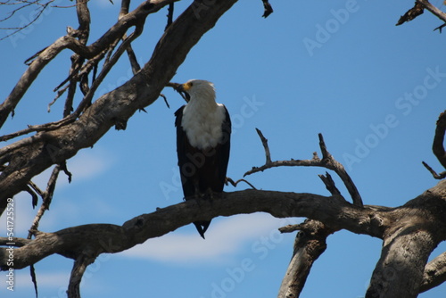 Oiseau Zimbabwe