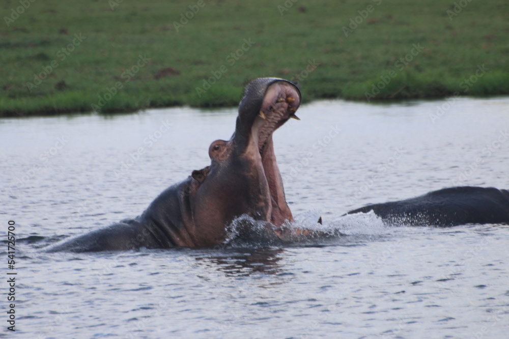 Fototapeta premium Hippopotame Zimbabwe