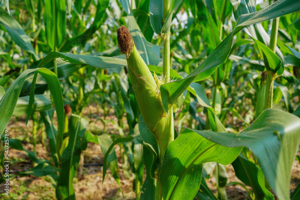 Corn field close up. Selective focus. Green Maize Corn Field Plantation in Summer Agricultural Season. Corn field close up. Selective focus. Green Maize Corn Field Plantation in Summer Agricultural Season.
