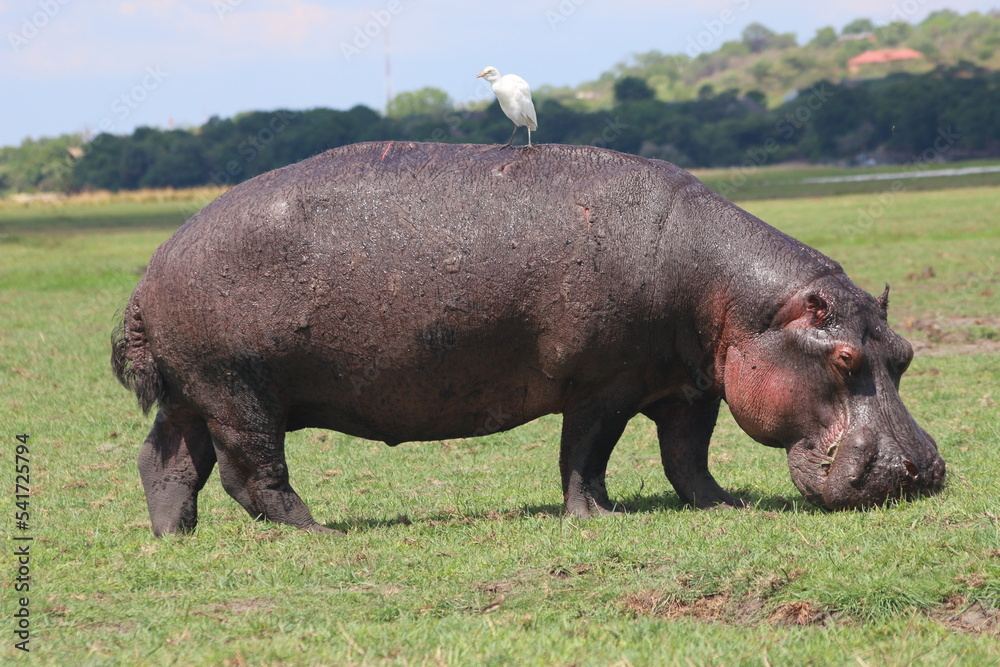 Hippopotame Zimbabwe Hippopotame Zimbabwe