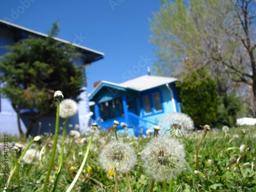 dandelion in foreground of house