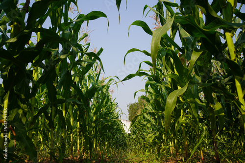 Corn field close up. Selective focus. Green Maize Corn Field Plantation in Summer Agricultural Season.